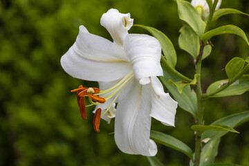 Fototapeta premium White lily close-up