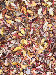 Brown, yellow, orange, red autumn leaves 