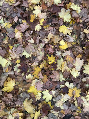 Brown, yellow, brownish autumn leaves