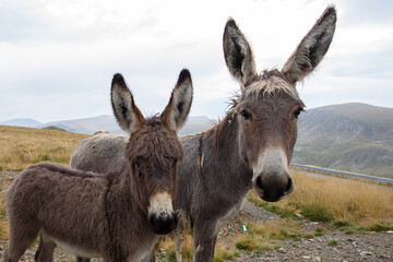 Family of donkeys. Transalpina, Romania