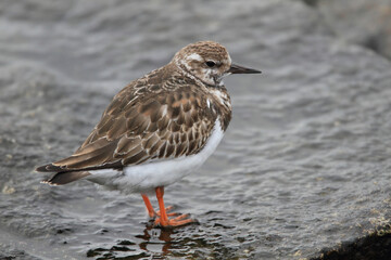 干潟に飛来したキョウジョシギ