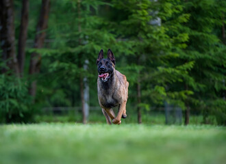 Belgian Shepherd malinois running on the grass in summer. Selective focus.