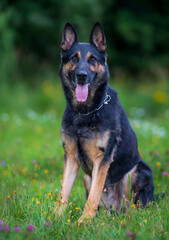 German shepherd dog sitting on the grass