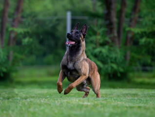 Belgian Shepherd malinois dog running on the grass in a park. Selective focus on the dog