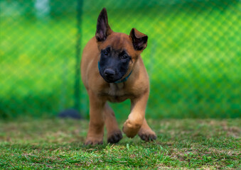 Belgian shepherd Malinois puppy running on green grass with blurred background and copy space
