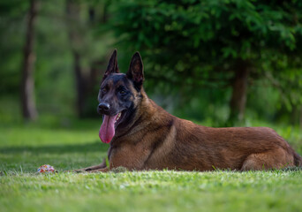 Belgian shepherd malinois lying on the grass in the park in summer