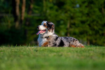 Australian shepherd puppy lying on the grass in the park. Selective focus.