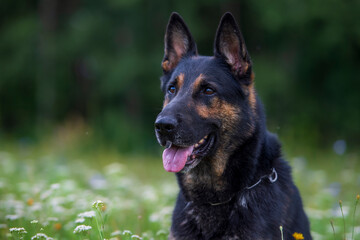 German shepherd dog outdoors in a summer day, selective focus on the dog