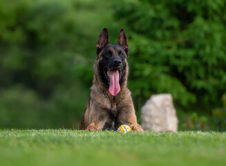 Belgian shepherd malinois dog lying on the grass 