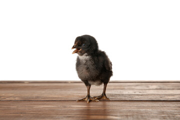 Cute little chick on wooden table against white background