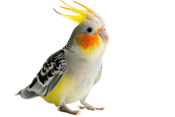 Cockatiel Showing Off Its Charming Personality