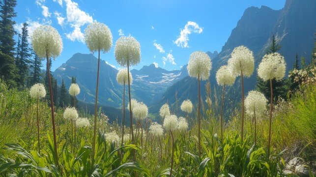 Beargrass, Glacier NP, MT