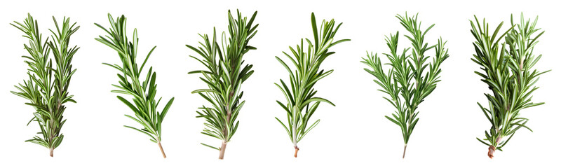 Fototapeta premium Fresh rosemary herb png cut out element set