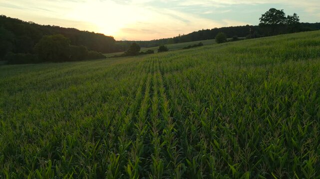 luftbild eines maisfelds in &ouml;sterreich kurz vor sonnenuntergang