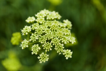 Crithmum maritimum, rock samphire, natural macro floral background