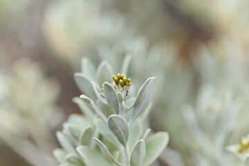 Helichrysum obconicum silvery leaves and small yellow flower buds natural macro floral background
