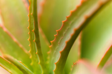 Aloe speciosa aka tilt-head aloe succulent leaves with red edges, natural macro floral background
