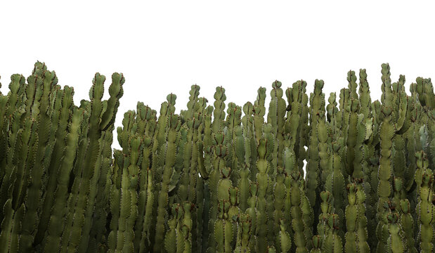 Euphorbia candelabrum, candelabra tree, isolated on white background