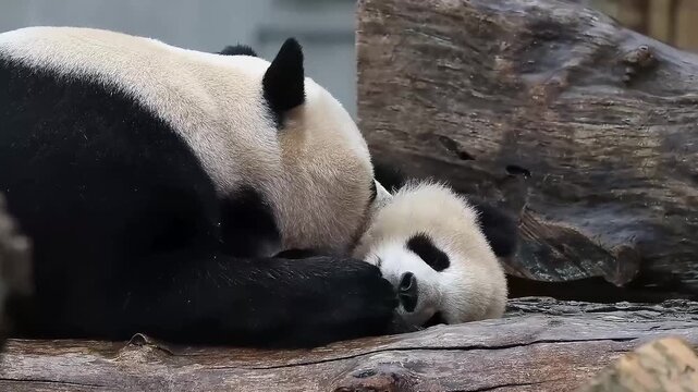 Precious Monet of Mother Panda and her baby, Wolong Giant Panda Nature Reserve, Shenshuping, China