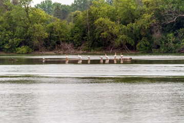 American White Pelicans Resting In Shallow Water On The Fox River Shoreline At De Pere, Wisconsin