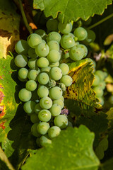 Closeup of juicy ripe green grapes branch hanging from the vine surrounded by vibrant green and yellow autumn  leaves. Big cluster of grapes.