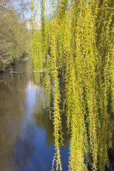Hanging Willow Branches Over Calm River Waters