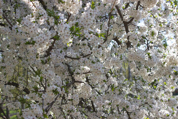 Blooming cherry tree branches in full springtime glory