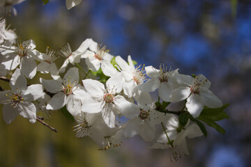 Cherry Blossoms in Full Bloom Against a Clear Sky