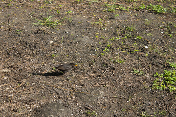 Small bird searching for food on forest floor