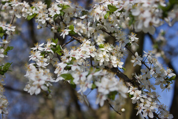 White cherry blossoms in full bloom on tree branches