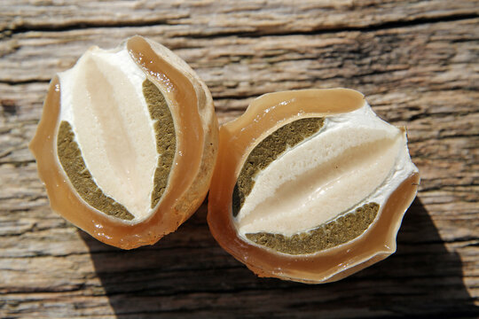 witch egg, stage of development