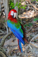 Beautifully colored red-and-green macaw -Ara chloropterus- of iridescent teal, red, green and blue feathers, seen in Cayo Saetia Cay. Mayari-Cuba-614