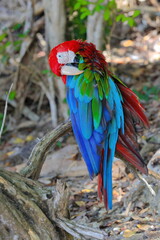 Beautifully colored red-and-green macaw -Ara chloropterus- of iridescent teal, red, green and blue feathers, seen in Cayo Saetia Cay. Mayari-Cuba-615