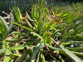A closeup shot of renkli yapraklı Carpobrotus Edulis in the garden. A ground-creeping plant with succulent leaves. Its common names hottentot-fig, sour fig, ice plant, vygie or highway ice plant.