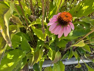 Echinacea purpurea purple flower close-up with blurred background. The eastern purple coneflower, purple coneflower, hedgehog coneflower, or echinacea, is a North American species of flowering plant.