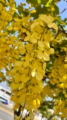 Obraz premium Yellow flowers, Cancun, Mexico