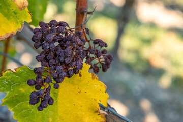 Closeup photo of shriveled dried withered grapes hanging on a vine, surrounded by autumn yellow leaves.  Raisin cluster. Winemaking, grape drying processes, vineyard life. Copy space. Selective focus  © Dina