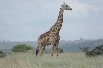 giraffe in the savannah