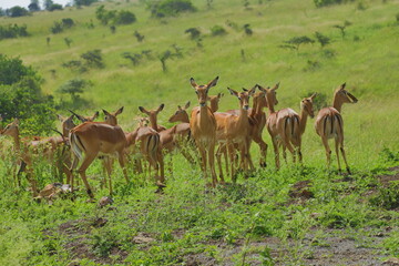 impala in the savannah