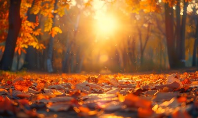Colorful forest landscape in autumn. Sunlight shining onto brown, orange and yellow leaves in fall. Seasonal concept of a sunny day in october or november. 