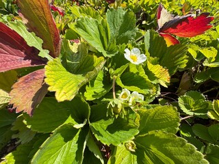 White strawberry flowers with green and red leaves in summer. Strawberry blossom, beautiful white strawberry flowers bloomed in the garden.