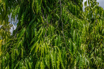 Monoon longifolium, the false ashoka, also commonly known by its synonym Polyalthia longifolia, is an Asian small tree species in the family Annonaceae. Waikane, Oahu, Hawaii