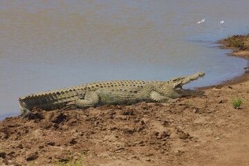 crocodile in the water