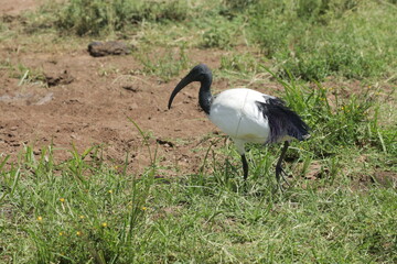 grey crowned crane © Steven