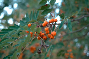 Rowan berries on a branch