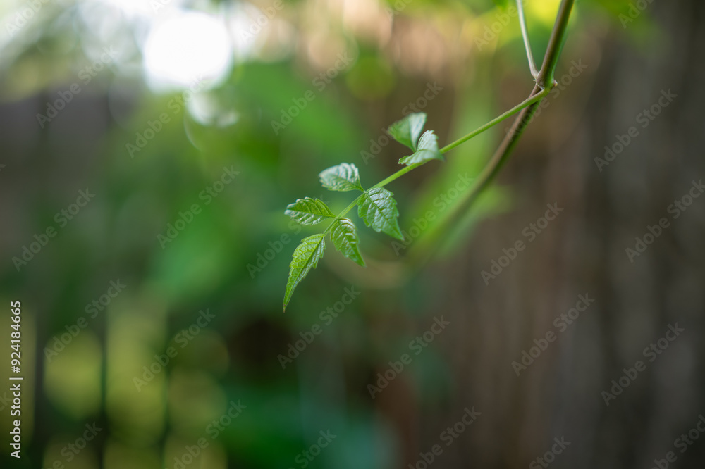 Wall mural dew on a leaf