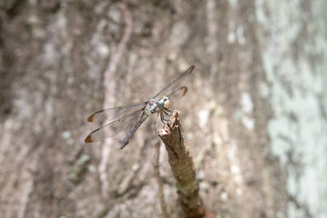 dragonfly on a branch