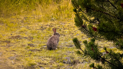 Fototapeta premium A wild native young rabbit eats and grooms grass on a summer morning in Iceland, Reykjavik. The rabbit looks in the grass. Horizontal. Cute rabbit in the pine trees