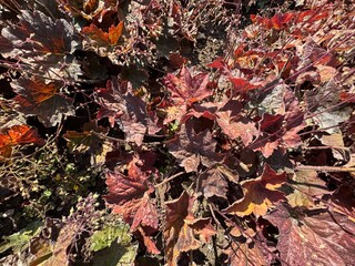 Purple-leaved Heuchera micrantha in the garden. Heuchera micrantha is a species of flowering plant in the saxifrage family known by the common name crevice alumroot, or small-flowered alumroot.