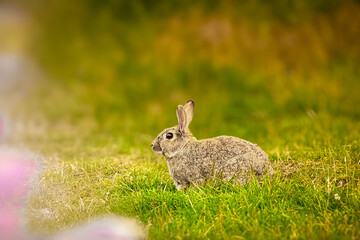 Cute rabbit eats grass against a background of bokeh and sunlight. Pets in a country house. The bunny eats grass as a symbol of Easter and May holidays. Rabbit on the grass.